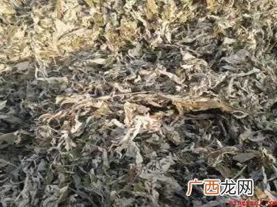 艾草怎样加工成艾绒的具体操作步骤 艾草怎样加工成艾绒