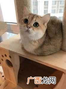 一线城市金渐层价格比公猫高一点 金渐层一般多少钱
