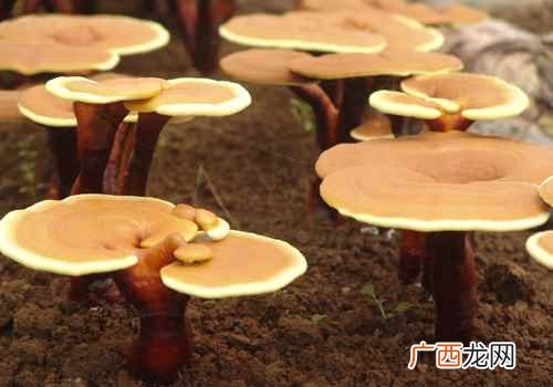 灵芝孢子粉的副作用及禁忌症 灵芝孢子粉的副作用及禁忌