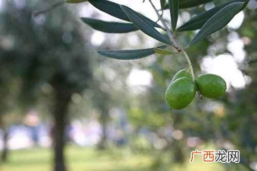 黑橄榄有什么作用与功效 黑橄榄有什么作用
