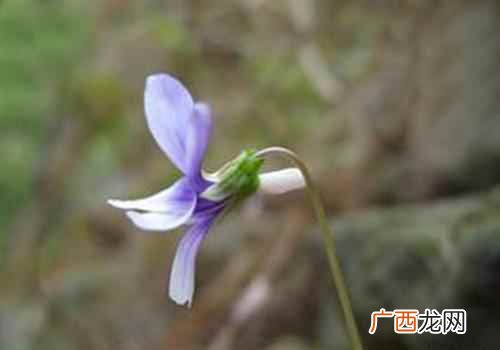 紫花地丁的功效与作用图片 紫花地丁的功效与作用