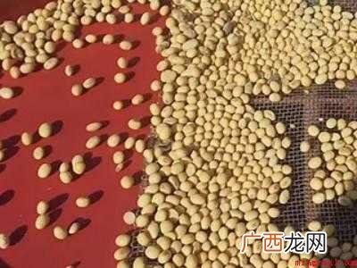 豆类怎么存放不长虫子的具体操作步骤 豆类怎么存放不长虫子