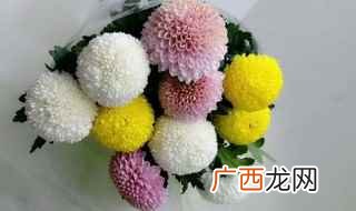 乒乓球花怎么养才能养好 乒乓球花怎么养