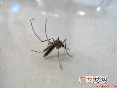 打蚊子技巧的具体操作步骤 打蚊子技巧