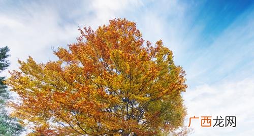 七叶树与菩提树的区别在哪 七叶树又叫菩提树吗
