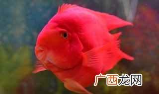 鹦鹉鱼饮食注意事项 红鹦鹉鱼怎么养不会死，红鹦鹉鱼好不好养