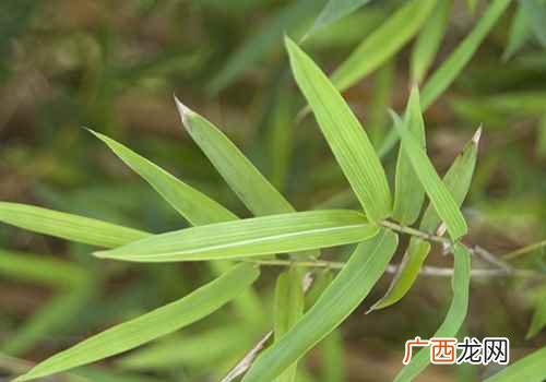 竹叶的功效与作用及禁忌症 竹叶的功效与作用及禁忌