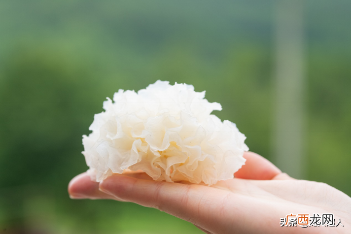银耳长什么样子图片 野生银耳长在什么地方
