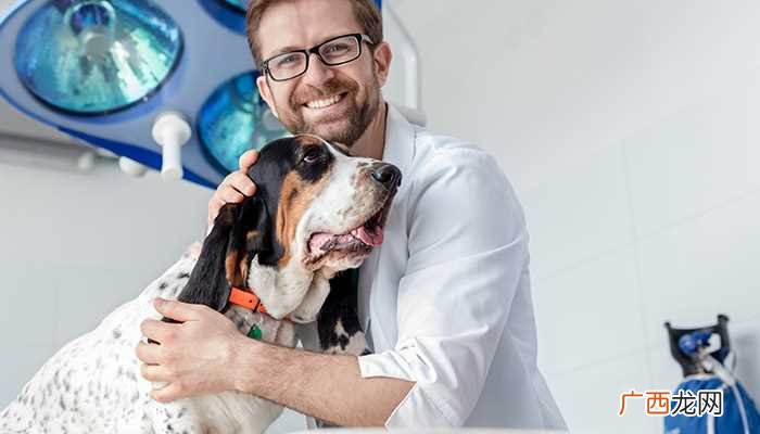 大于18月龄的狗狗不算幼犬 狗狗多少个月不算幼犬