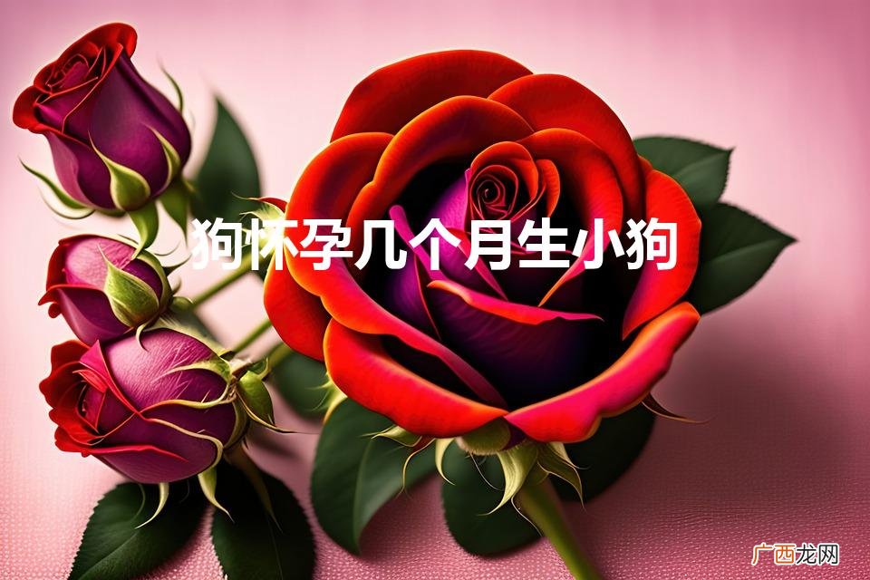 狗怀孕几个月下崽 狗怀孕几个月生小狗