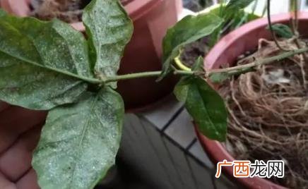 花里有白色虫子怎么消除 花里的白色的虫子怎么治
