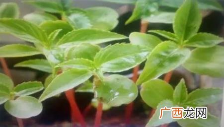 花叶焦尖是怎么回事 花叶焦边是什么原因