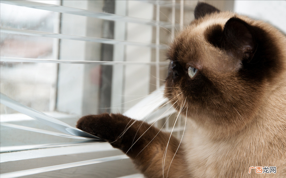 这几种行为，是猫咪在思念主人 猫咪想念主人的5种表现