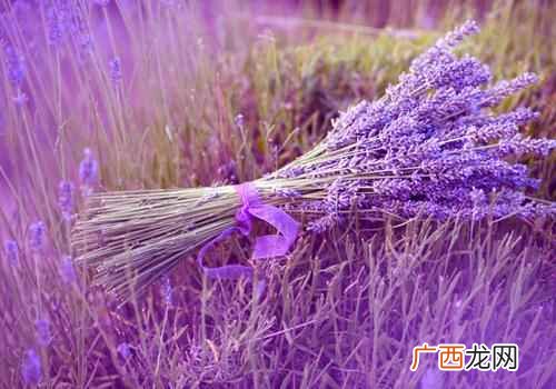 卧室里放什么植物有助于睡眠 卧室放什么植物有助于睡眠
