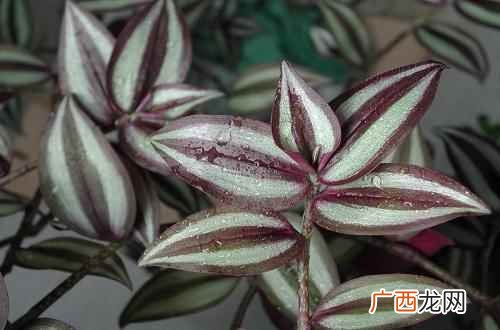 牛蒡子散热透疹的功效与作用 风热感冒吃什么中药好,风热感冒中药方剂