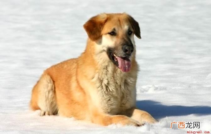 生活中较为常见的雪橇犬有三种 雪橇犬有几种