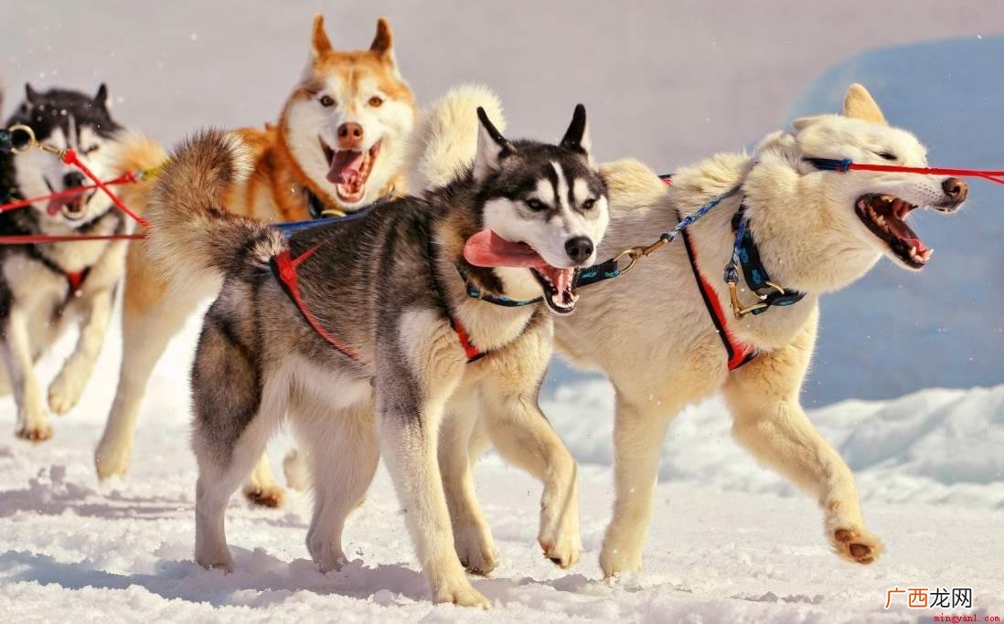 生活中较为常见的雪橇犬有三种 雪橇犬有几种