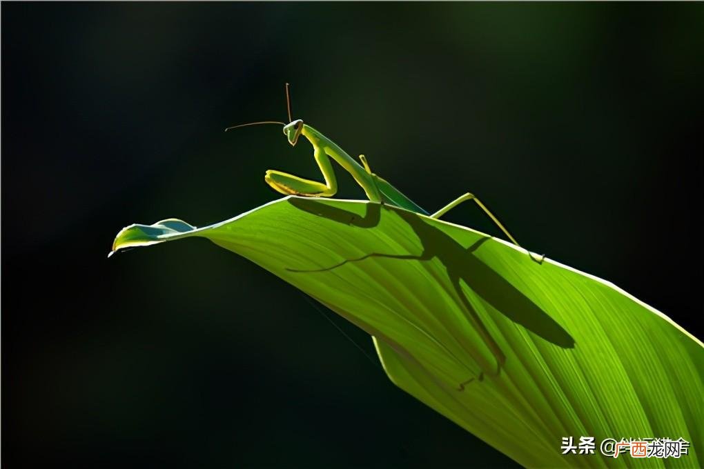 螳螂是益虫还是害虫为什么是益虫 螳螂是益虫还是害虫