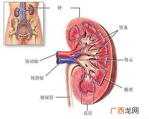 尿毒症是怎么引起的症状有哪些 尿毒症是怎么引起的