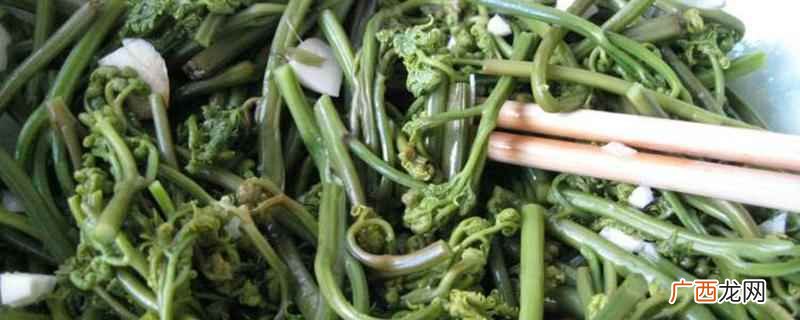 蕨菜怎么吃才好吃 蕨菜怎么吃