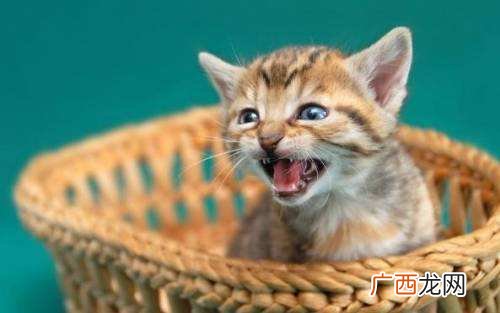 猫咪一直喵喵叫有什么原因 猫咪为什么一直叫不停