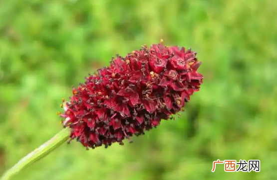 它有何厉害之处 地榆是什么植物