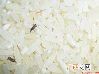 米生蛾子怎么清除的具体操作步骤 米生蛾子怎么清除