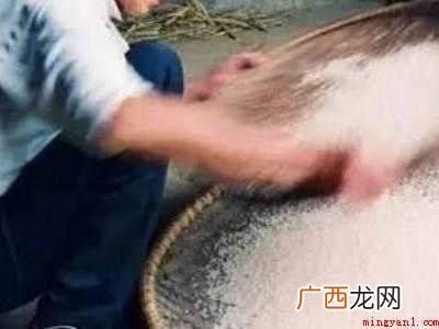米生蛾子怎么清除的具体操作步骤 米生蛾子怎么清除