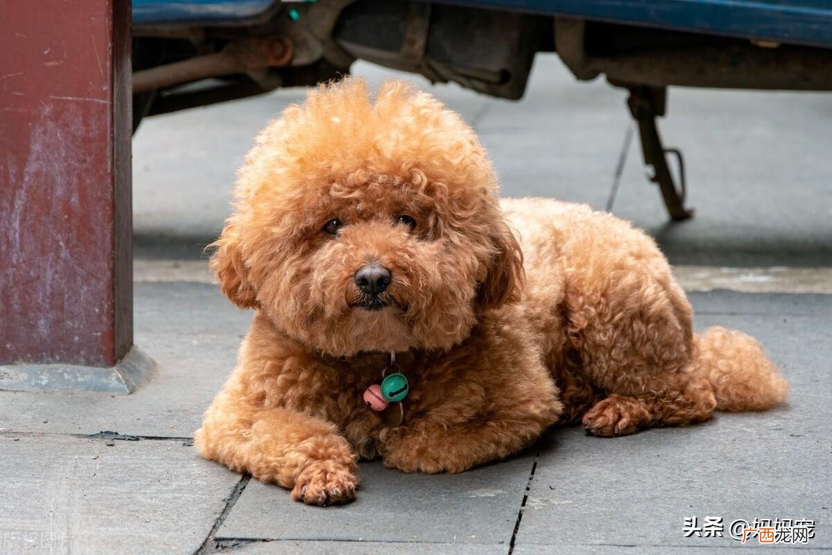 真假泰迪的区别图 泰迪犬什么颜色最贵