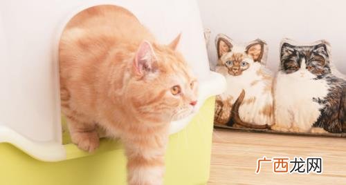 猫咪为什么拉完屎不埋不会埋小猫 猫咪的便便什么颜色最健康