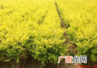 世界金色看中国是指哪种树