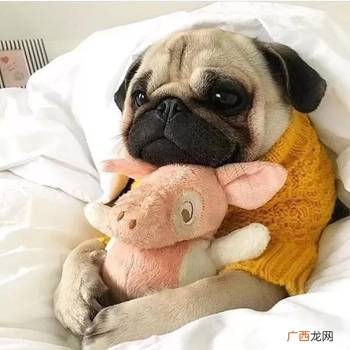 巴哥犬价格多少钱一只 巴哥犬市场价多少钱一只