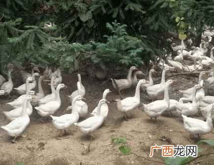 鹅能活多久