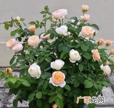 月季花的扦插懒人方法 扦插月季最简单易活的方法