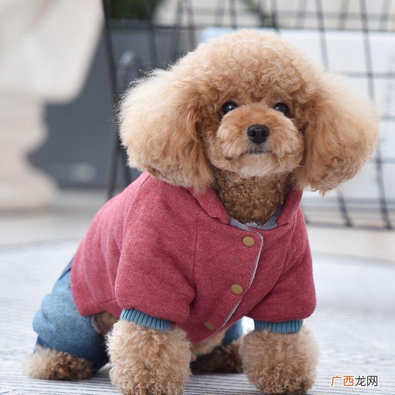 这6点太可怕了 养泰迪为什么千万别养公的