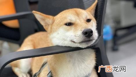 被野狗野猫咬伤一定要第一时间去打狂犬疫苗 十日观察法害死多少人案例