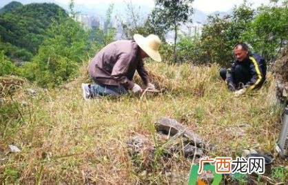 清明扫墓坟头草可以拔吗 清明可以给坟除草吗