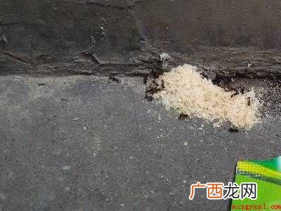 家里有小黑蚂蚁怎么能彻底消灭