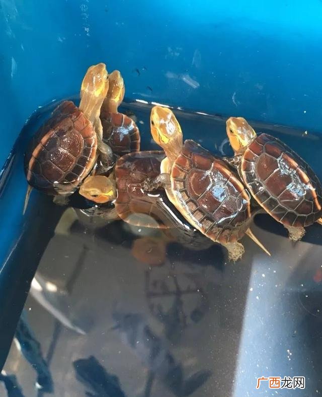 我们该如何判断一只乌龟的年龄 巴西龟怎么看年龄