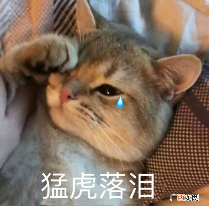 到底要不要给公猫做绝育 猫咪绝育的好处坏处分析
