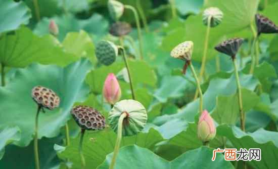 吃莲蓬的季节是什么时候