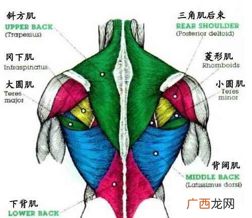 杠铃划船练哪里肌肉 杠铃划船练哪里