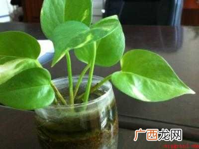 新办公室有甲醛怎么办