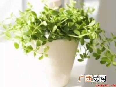 新办公室有甲醛怎么办