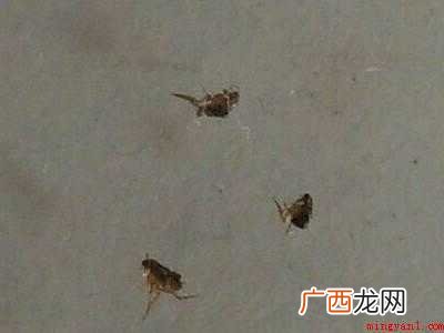 家里有虱子跳蚤怎么彻底清除的具体操作步骤 家里有虱子跳蚤怎么彻底清除