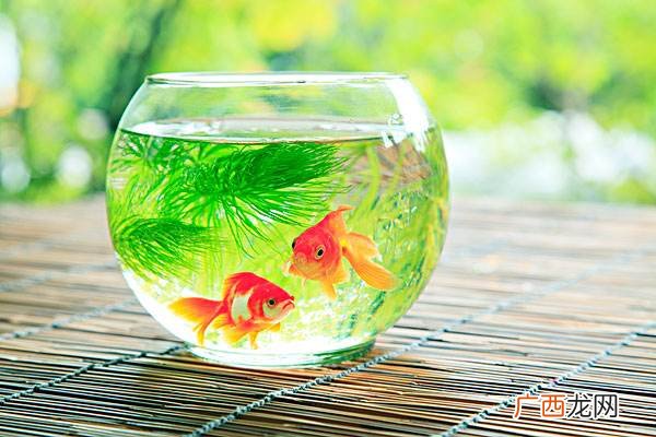 养什么鱼好风水 风水鱼养几条好旺财