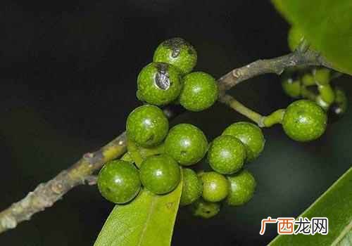 山胡椒营养成分及中枢抑制作用 山胡椒的营养价值