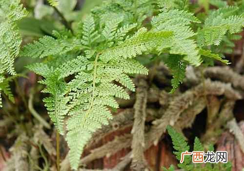 骨碎补的功效与作用及禁忌是什么 骨碎补的功效与作用及食用方法