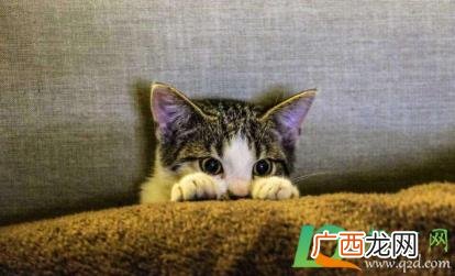 给猫吃猪肉需要煮熟么 猫吃猪肉要煮吗