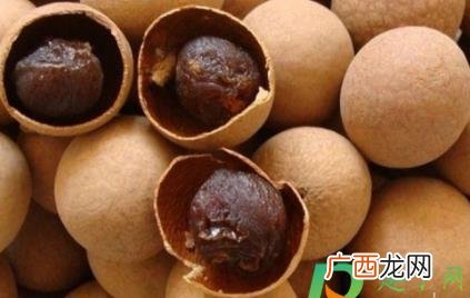 桂圆肉和龙眼肉有什么区别 龙眼肉和桂圆肉是一样的吗